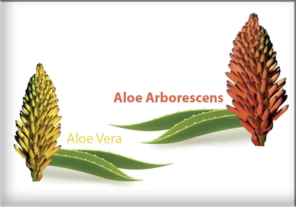 aloe vera gel 99 prozent 99% Pure Aloe Vera Gel for Skin & Hair