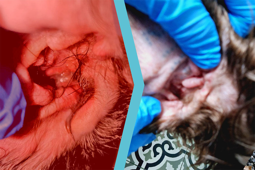 Cane con pseudomonas aeruginosa