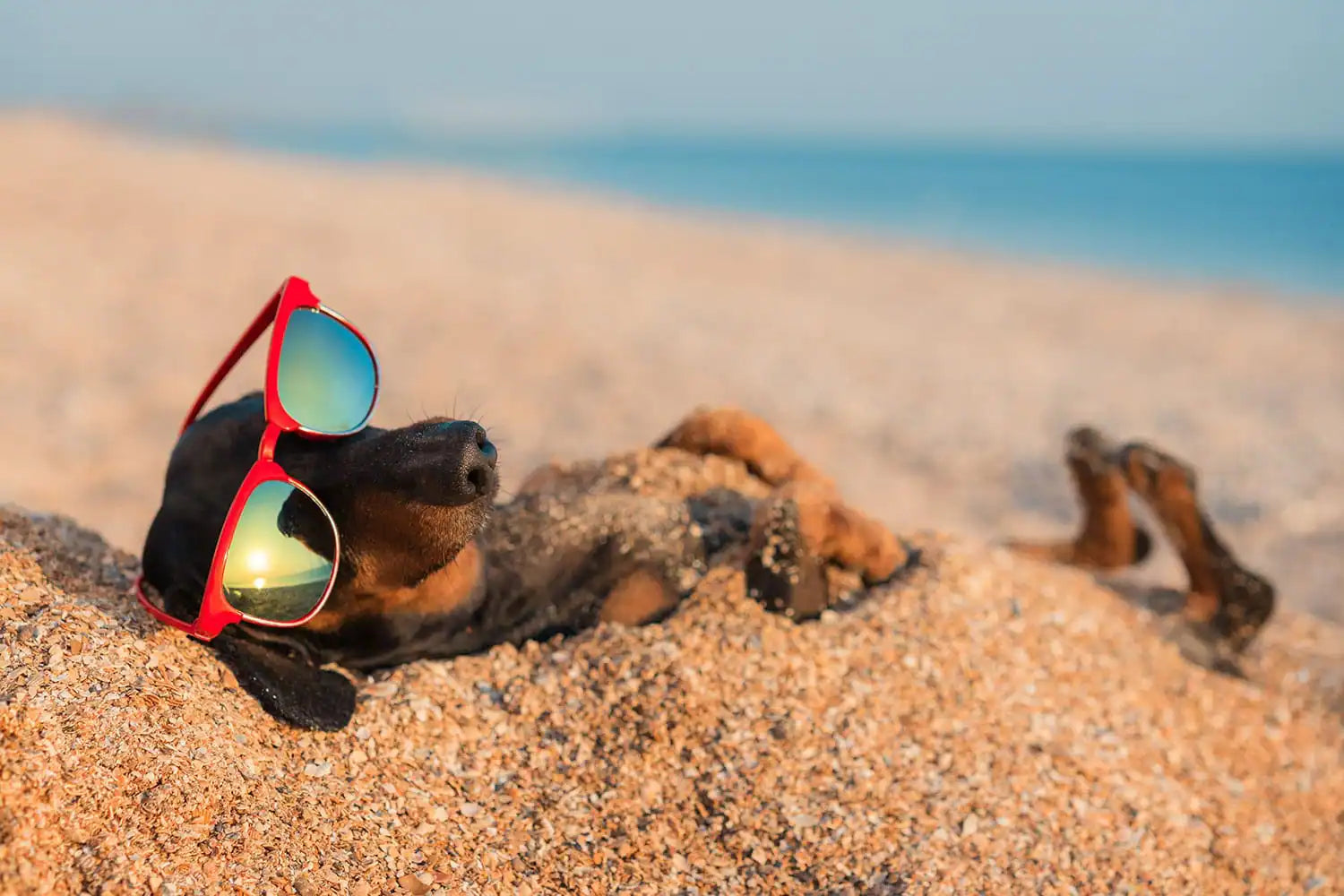 Cuccioli e colpo di calore: 9 consigli su come evitarlo