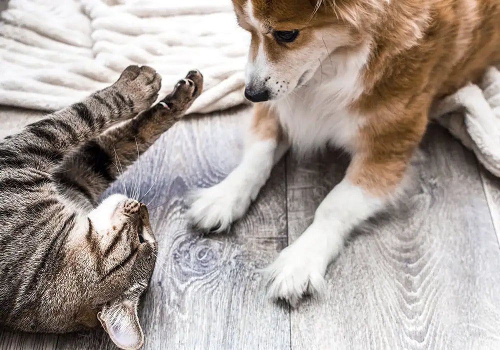 Aloeplus, una esplosione di benefici