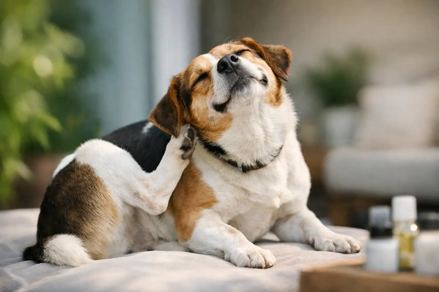 Cane che si gratta sempre: cosa fare