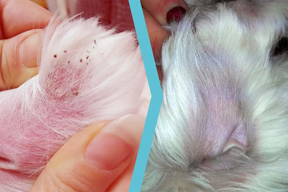 Cane Maltese con Dermatite esfoliativa e alopecia infiammatoria