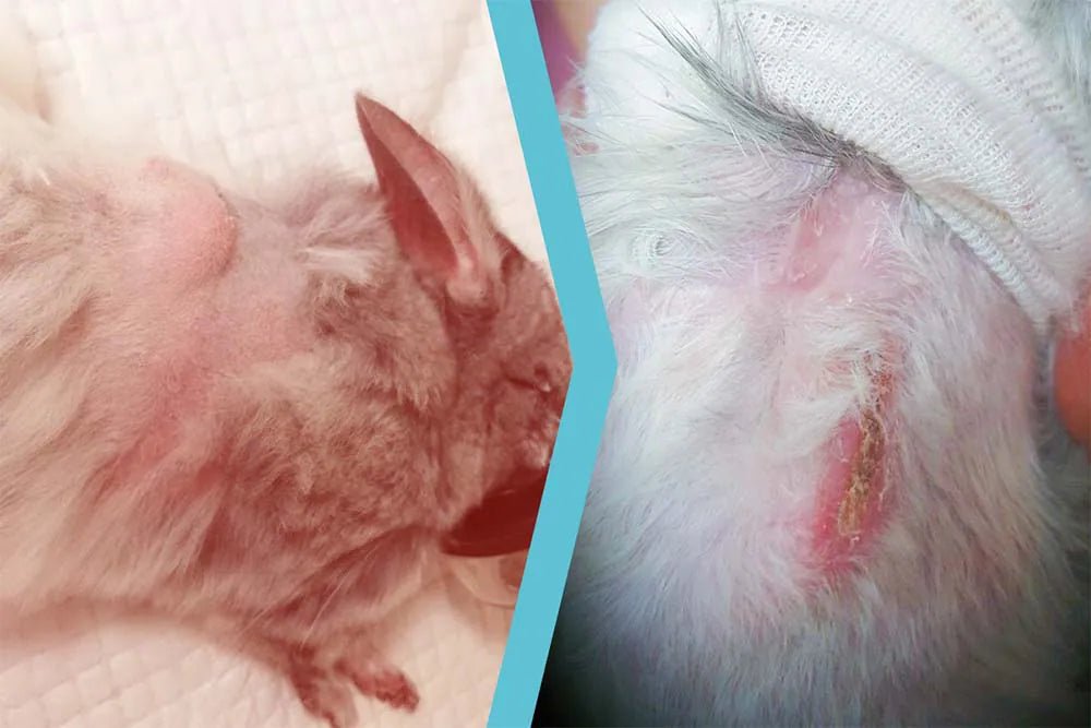 Cincillà operato per un ascesso