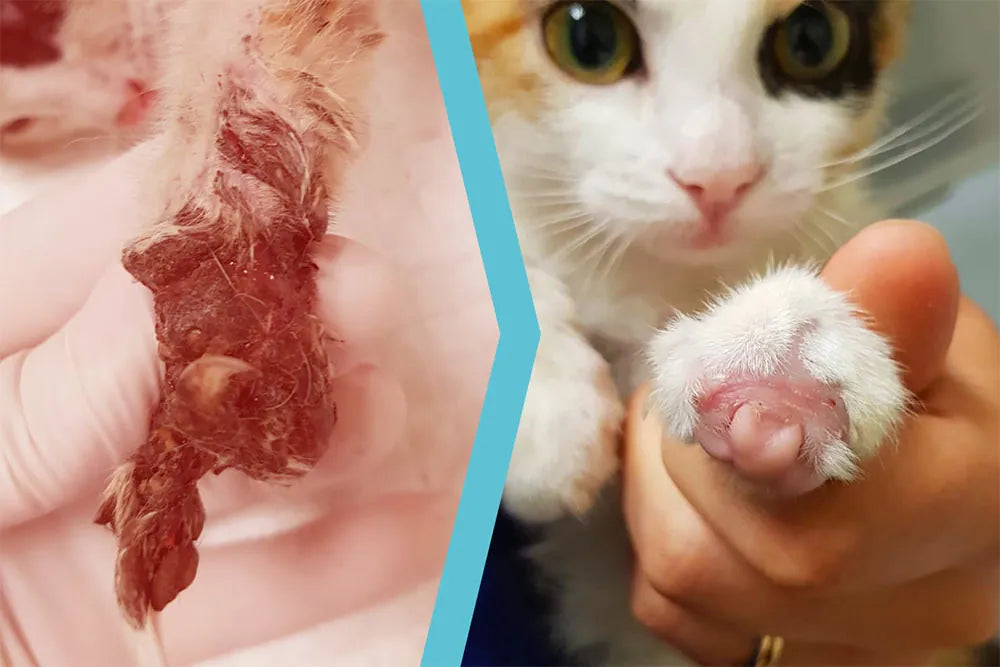 Gatto randagio con avulsione delle dita della zampa anteriore sinistra