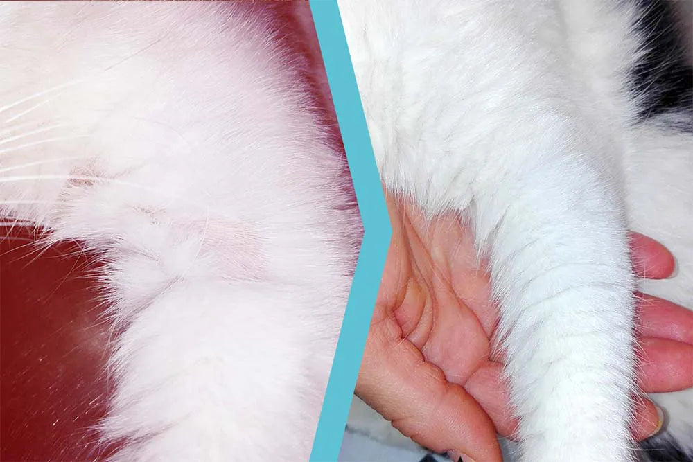 Gatto con Dermatite allergica da pulci (DAP)