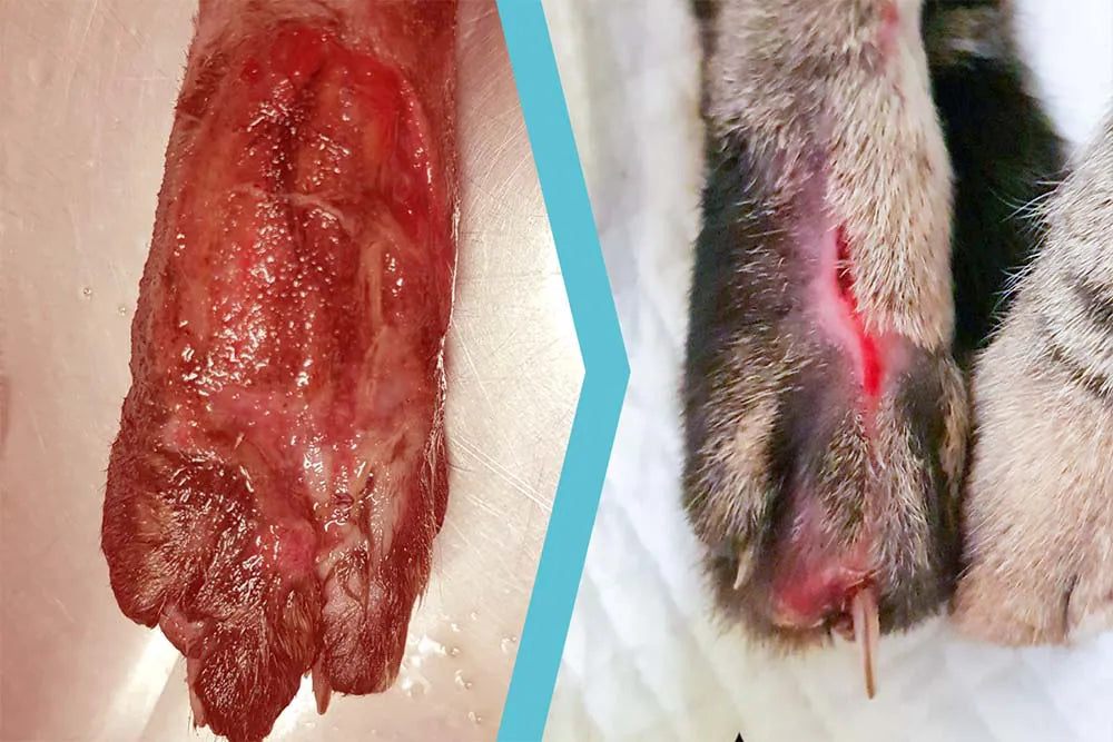 Gatto con abrasione della faccia dorsale del piede