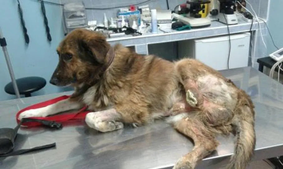 Cane meticcio con ferita da amputazione