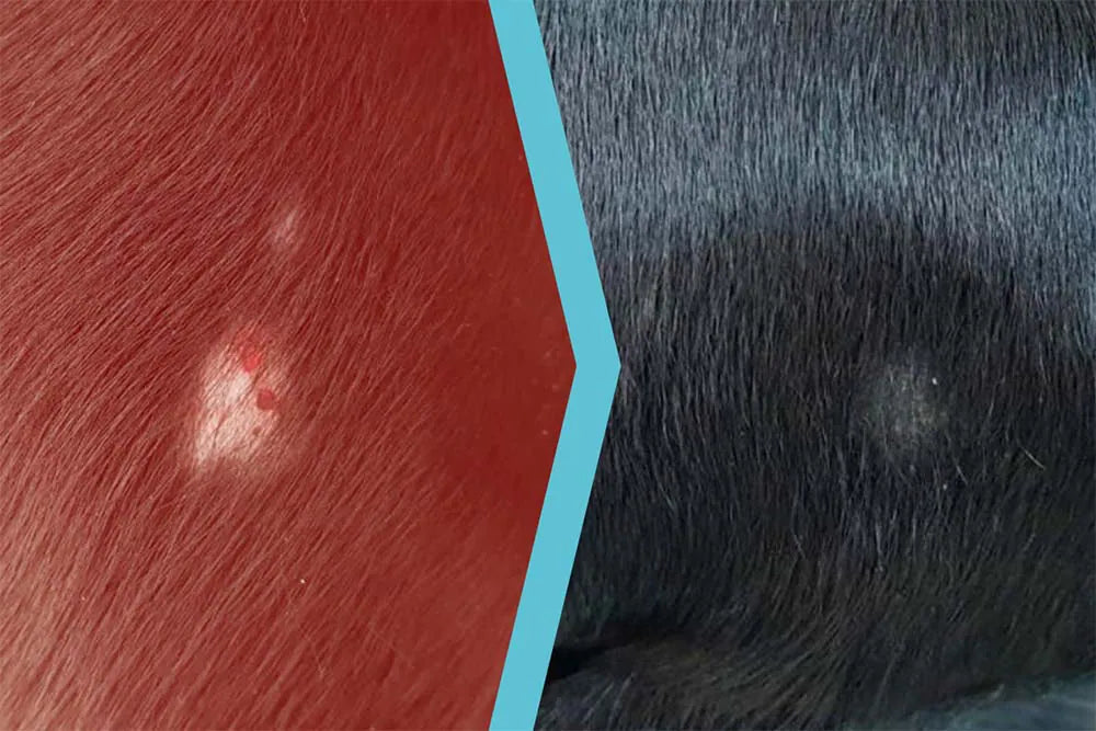 Cane meticcio con Micosi generalizzata