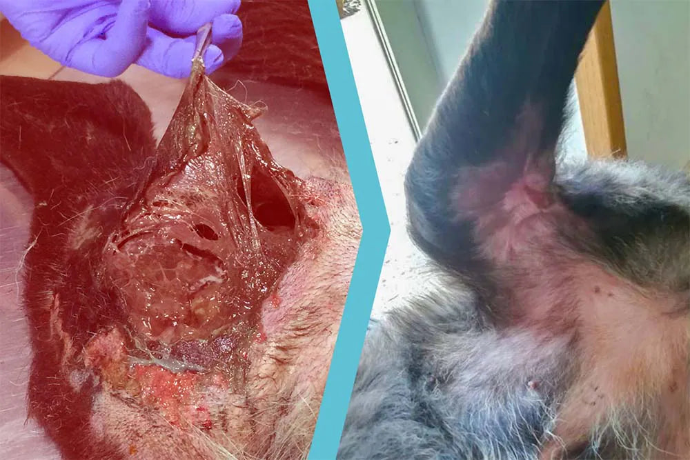 Cane meticcio con ferita da morso e gangrena cutanea-muscolare