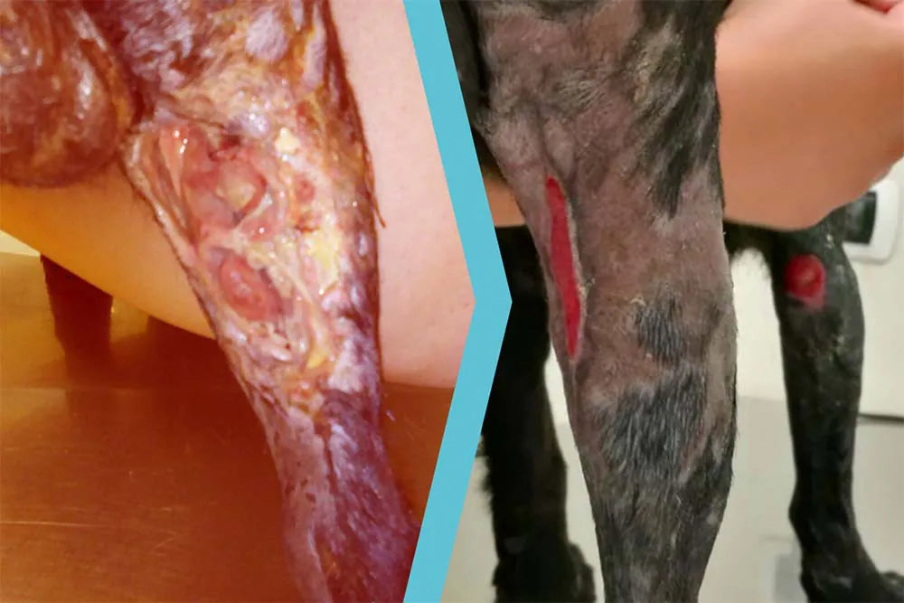 Cane meticcio con ferita da morso agli arti posteriori