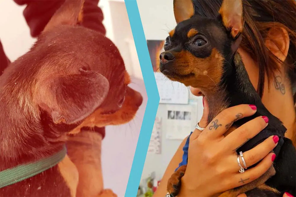 Cane Pinscher con Dermatite allergica