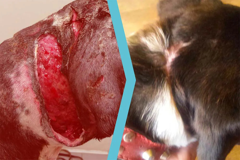 Boxer con ferita da morso