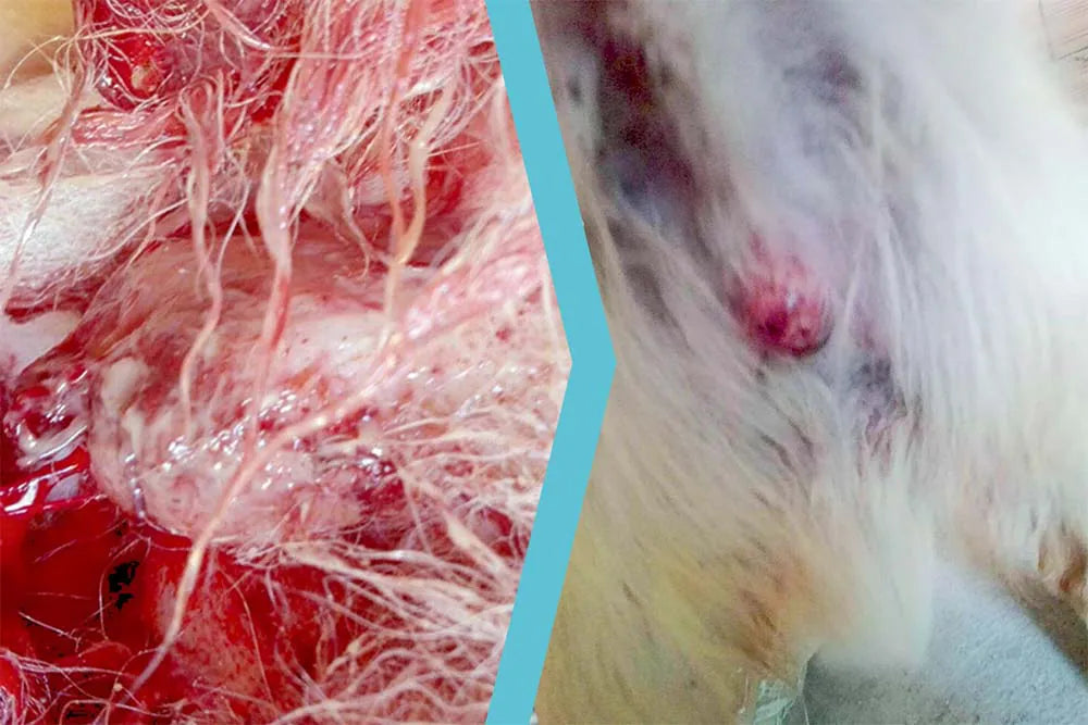 Cane meticcio con castrazione chirurgica