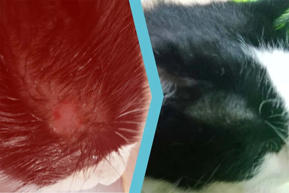 Gatto con lesione alopecica