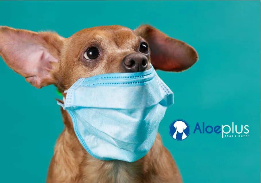 Coronavirus, come comportarsi con cani e gatti per evitare rischi