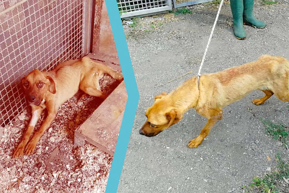 Cane meticcio con Ittero epatico