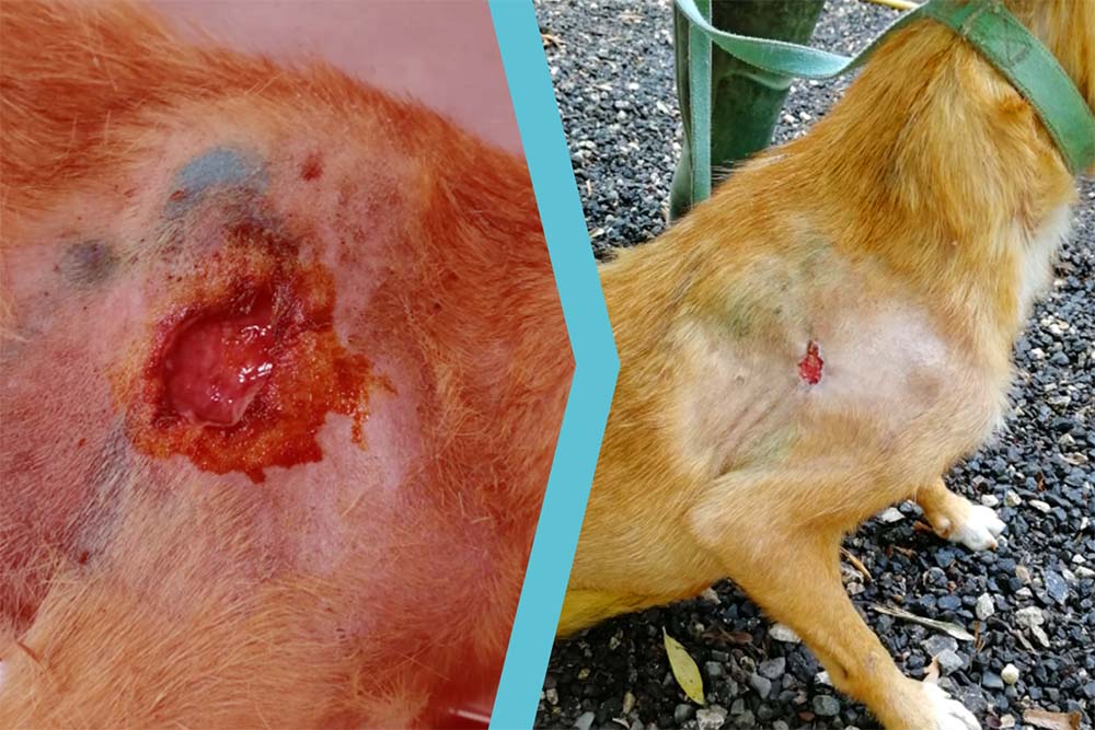 Cane meticcio con lacerazione cutanea e sanguinamento