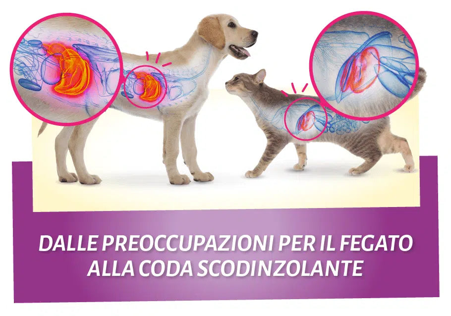 Problemi al fegato in cani e gatti: sintomi e rimedi naturali