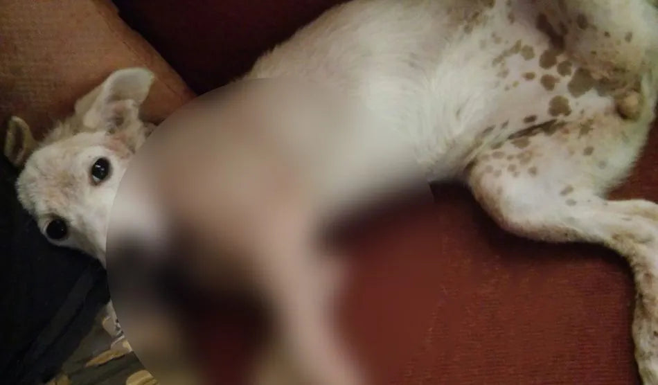 Cane meticcio con rogna sarcoptica