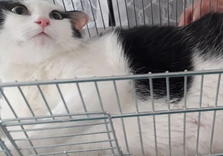 Gatto paralizzato con lesioni da decubito