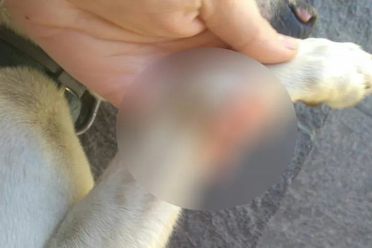 Cane meticcio con granulomi da leccamento