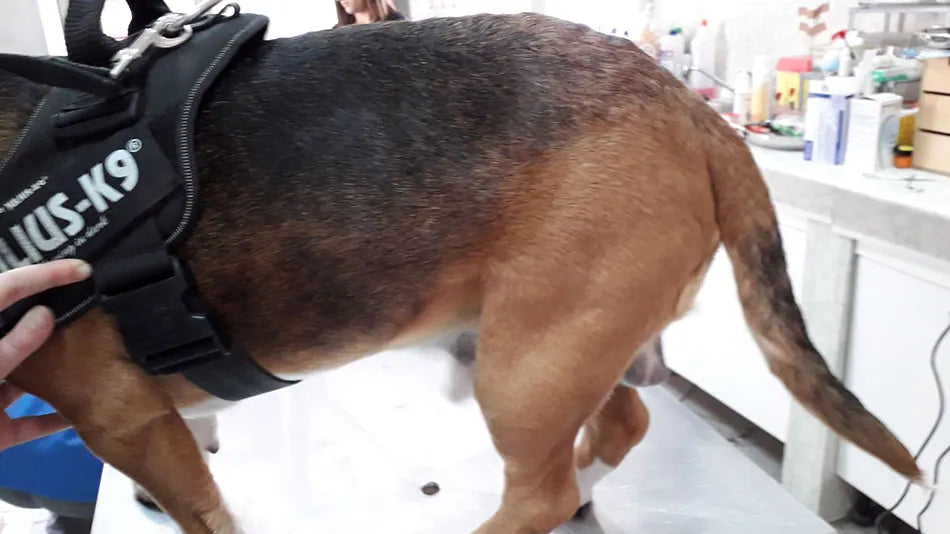 Beagle con alopecia diffusa