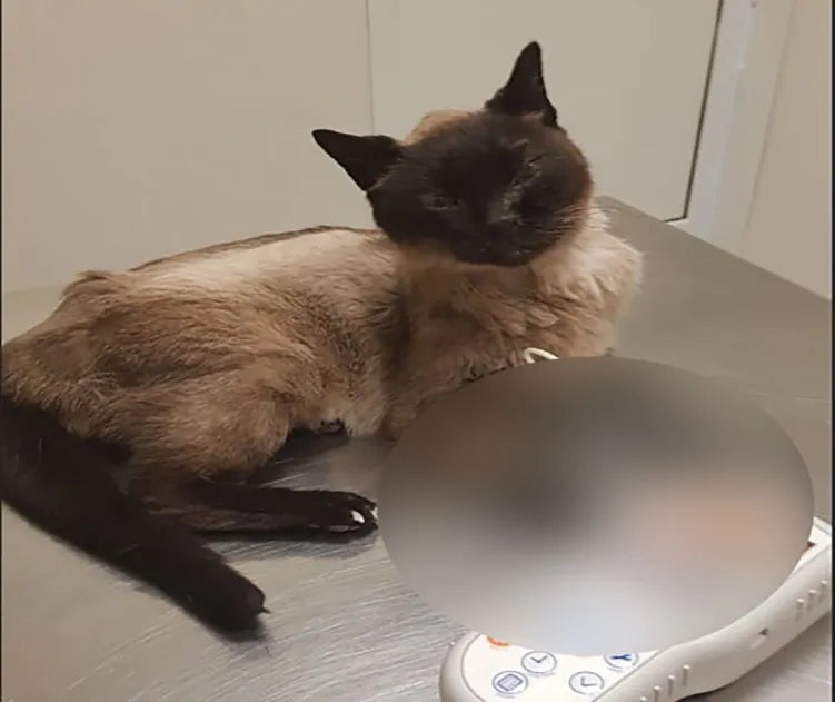 Siamese malato terminale di neoplasia epatica