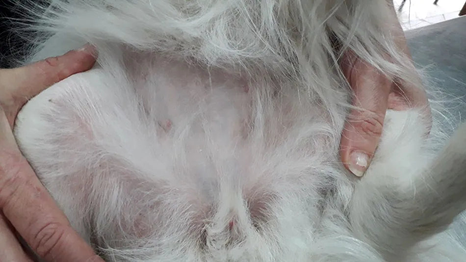 Volpino con allergia stagionale e prurito diffuso