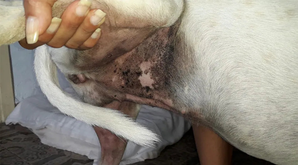 Cane meticcio con atopia e prurito