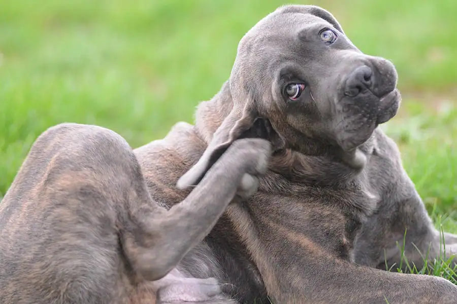 Il prurito nel cane: cause e rimedi naturali