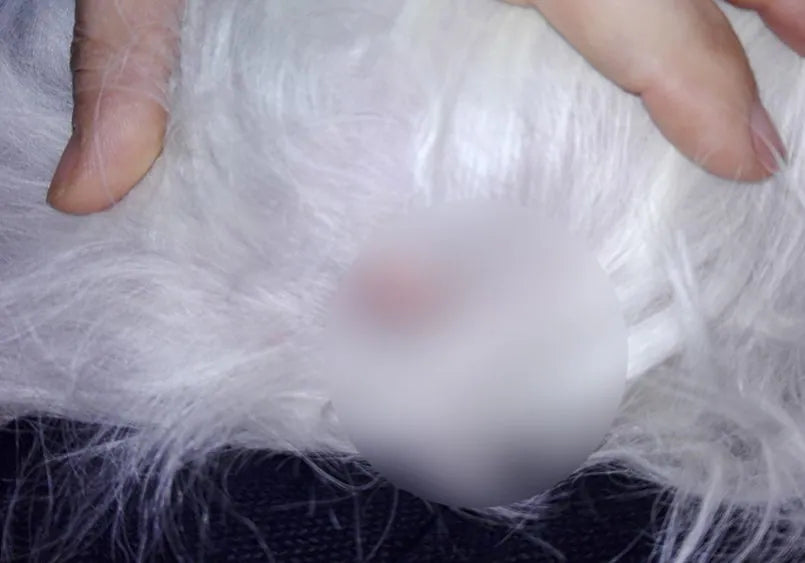 Maltese con dermatite