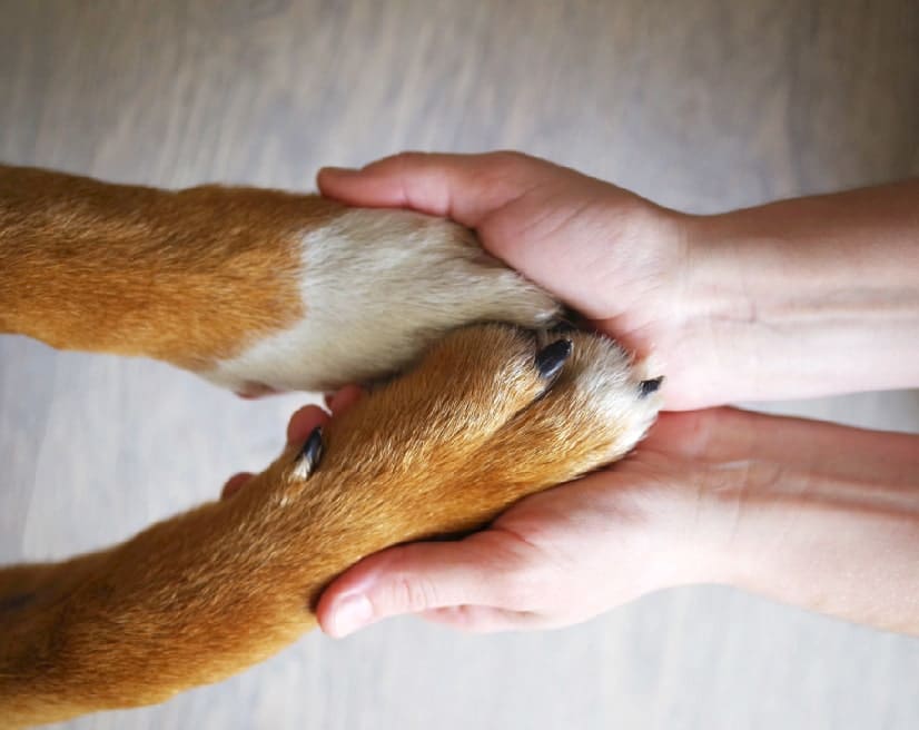 L'arthrose chez le chien: 5 conseils pour trouver une solution - Aloeplus  cani e gatti